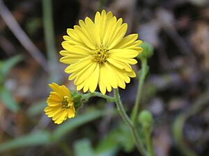 Common Madia, Madia elegans.jpg