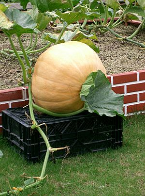 Cucurbita maxima 'Atlantic Giant'1