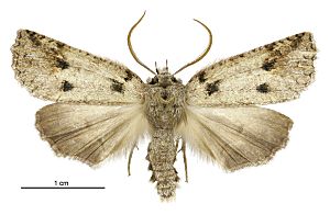 Declana floccosa male.jpg