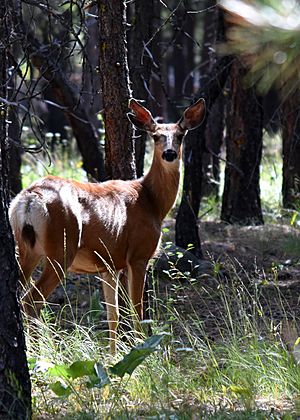 Deer in Mazama 