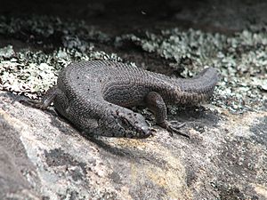 Egernia saxatilis.jpg