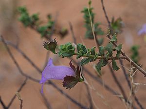 Eremophila flabellata (leaves and flowers).jpg