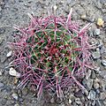 Ferocactus wislizeni 2008-05-01 01