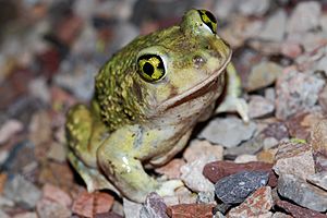 Flickr - ggallice - Toad