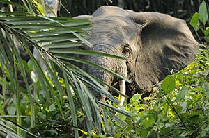 Forest elephant