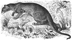 Fossa-drawing