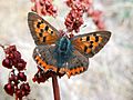 GT first Small Copper upperside