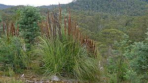 Gahnia grandis in flower.jpg