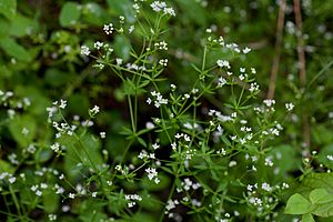 Galium obtusum.jpg