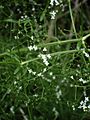 Galium palustre-Sumpf Labkraut