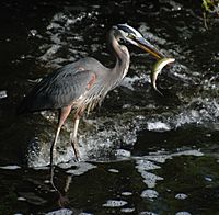 Great Blue Heron with Herring