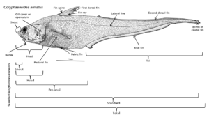 Grenadier basic external features