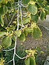 Hamamelis virginiana FlowersLeaves BotGardBln0906.JPG