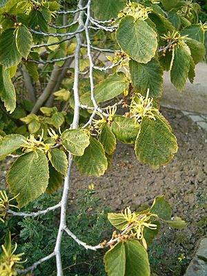 Hamamelis virginiana FlowersLeaves BotGardBln0906.JPG