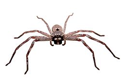 Huntsman spider white bg03.jpg