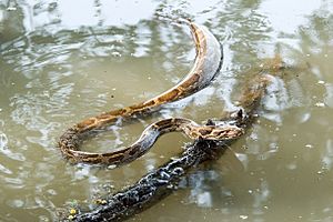 Indian python Python molurus