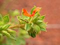 Indigofera bracteolata MS 4168