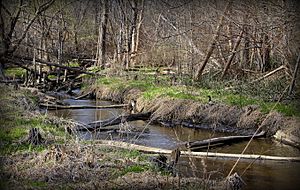 Ingersol Creek close-up