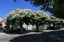 J20150602-0034—Melaleuca linariifolia—Albany (18470782561)