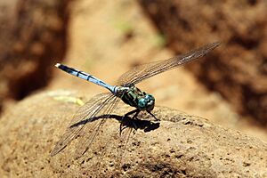 Julia skimmer dragonfly (Orthetrum julia) immature male