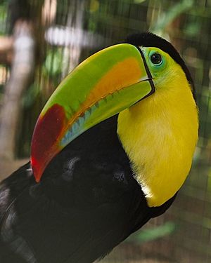 Keel-billed Toucan (21511590232)