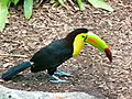 Keel-billed Toucan Miami MetroZoo