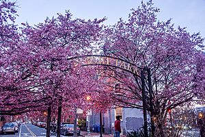 LeDroit Park blooming trees