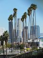 Los Angeles Washingtonia Robusta