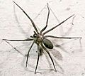 Loxosceles reclusa