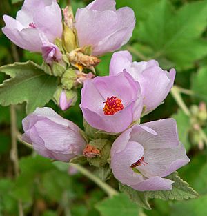 Malacothamnus fasciculatus 3.jpg