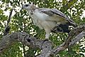 Martial Eagle (Polemaetus bellicosus) juvenile (17142198408)