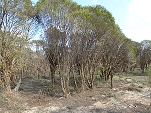 Melaleuca atroviridis (habit).JPG