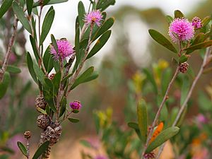 Melaleuca glena (leaves, flowers, fruits).JPG