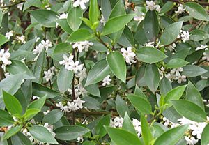 Myoporum petiolatum.jpg