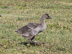 Nene chick RWD4b