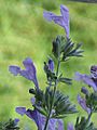 Nepeta sibirica2