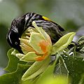 Newhollandhoneyeater