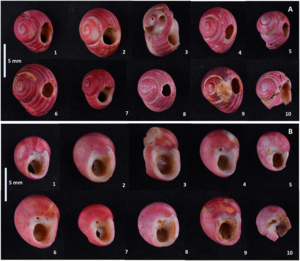 Perforated Homalopoma sanguineum