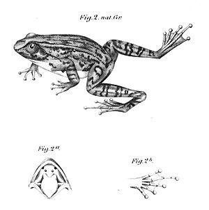 Petropedetes cameronensis 1874.jpg