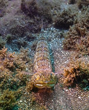 Pez lagarto diamante (Synodus synodus), Madeira, Portugal, 2019-05-31, DD 44.jpg