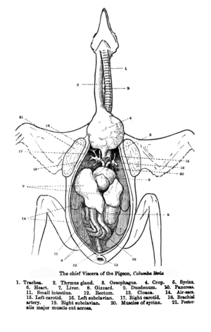 PigeonAnatomy