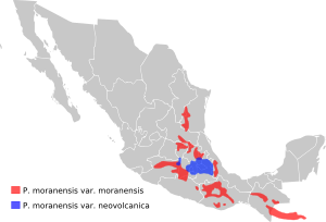 Pinguicula moranensis distribution