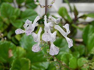 Plectranthus verticillatus 3