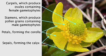 Ranunculus glaberrimus labelled