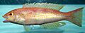 Red hogfish.jpg