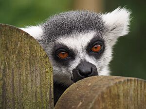 Ring tailed lemur portrait