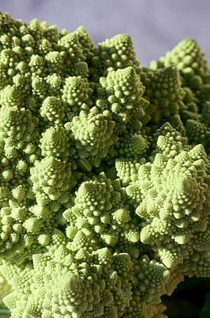 Romanesco