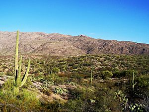 Saguaro National Park East.jpg