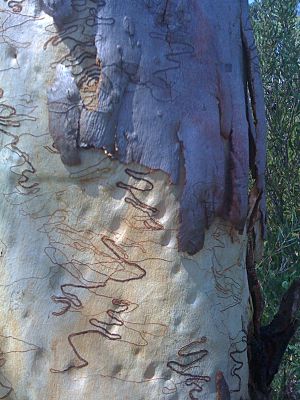 Scribbly gum (3144198554)