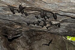 Seychelles sheath-tailed bat in cave